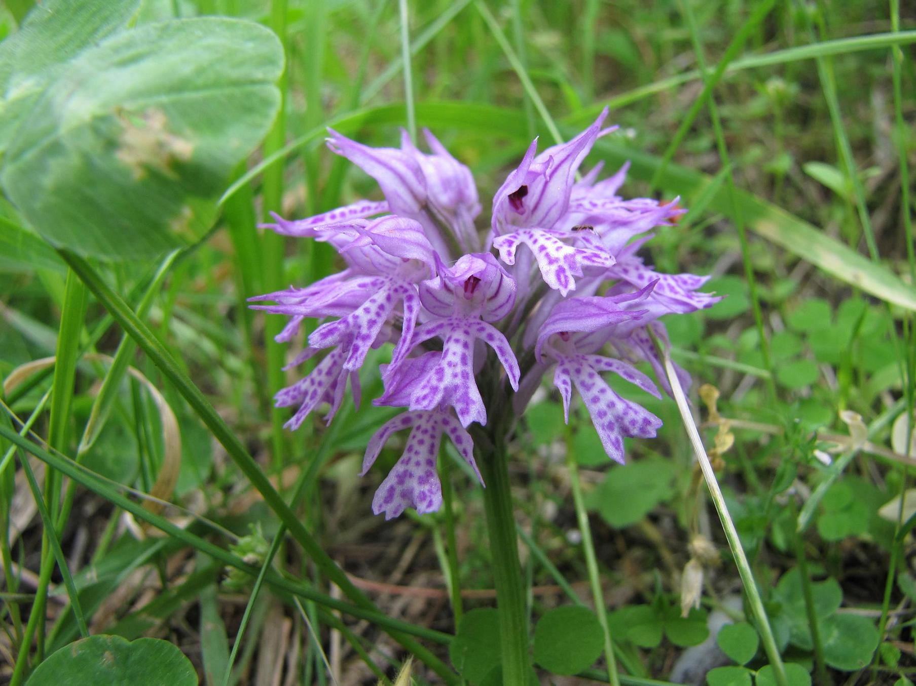 Neotinea tridentata, Ochis militari, simia e Anacamptis morio